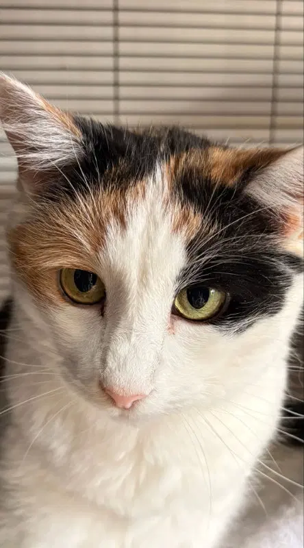 Ginger, a senior female cat up for adoption