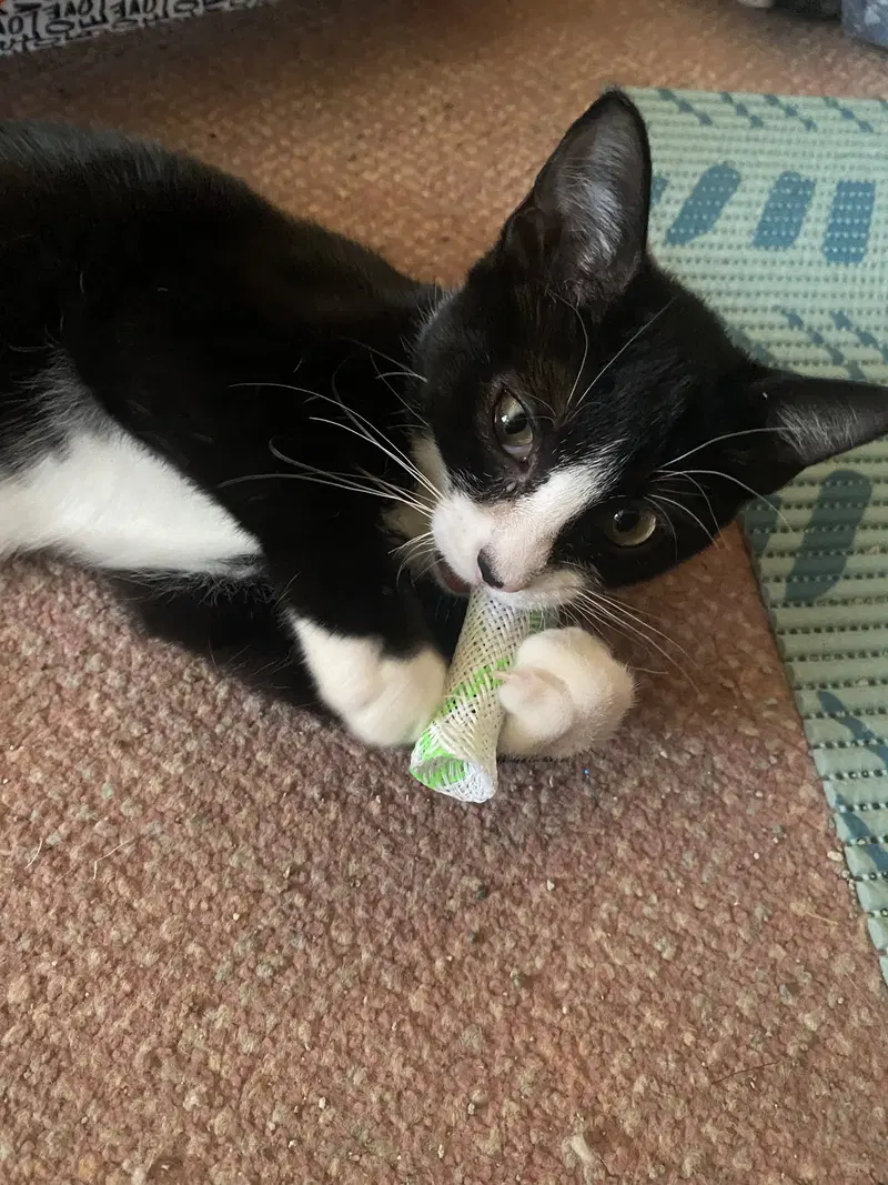 Ringo Willow Grove Area, a female kitten up for adoption