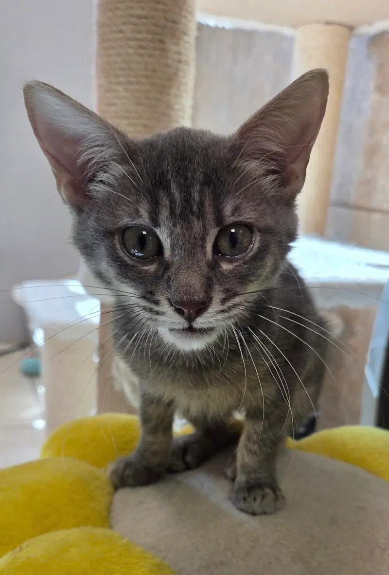 Romi, a female cat up for adoption