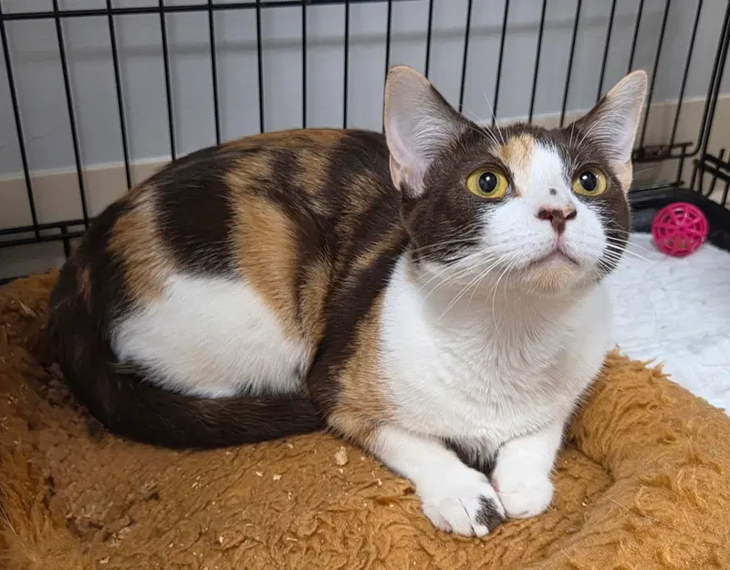 Ever After, an adult female cat up for adoption