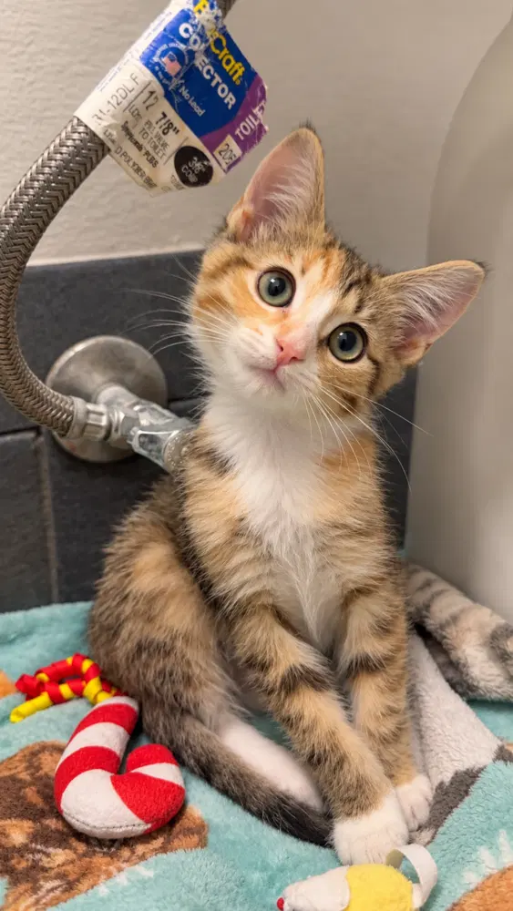 Maple, a female kitten up for adoption