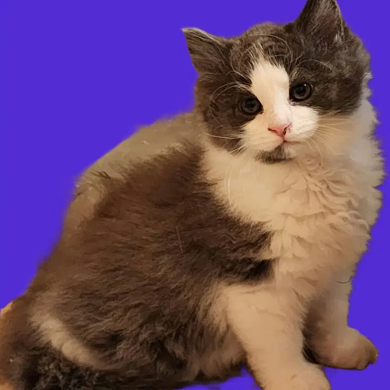 Juice, a female kitten up for adoption