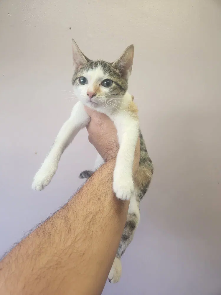 Crysta, a female kitten up for adoption