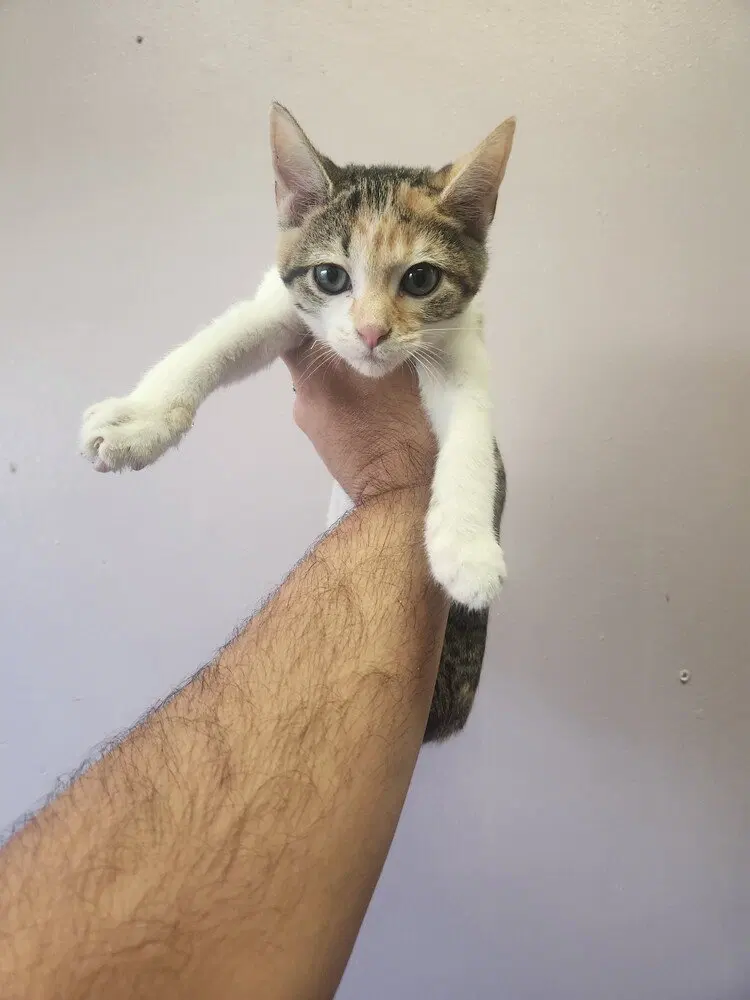 Hexxus, a female kitten up for adoption