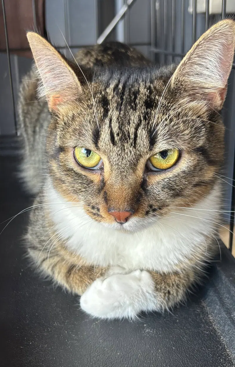 Mona, an adult female cat up for adoption