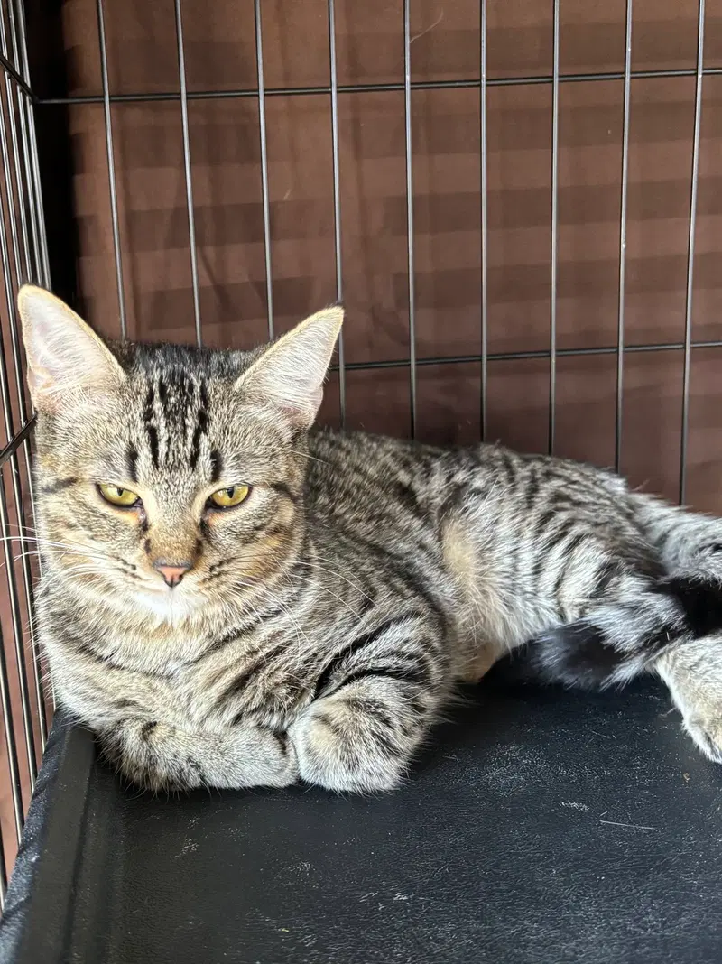 Callista, a female kitten up for adoption