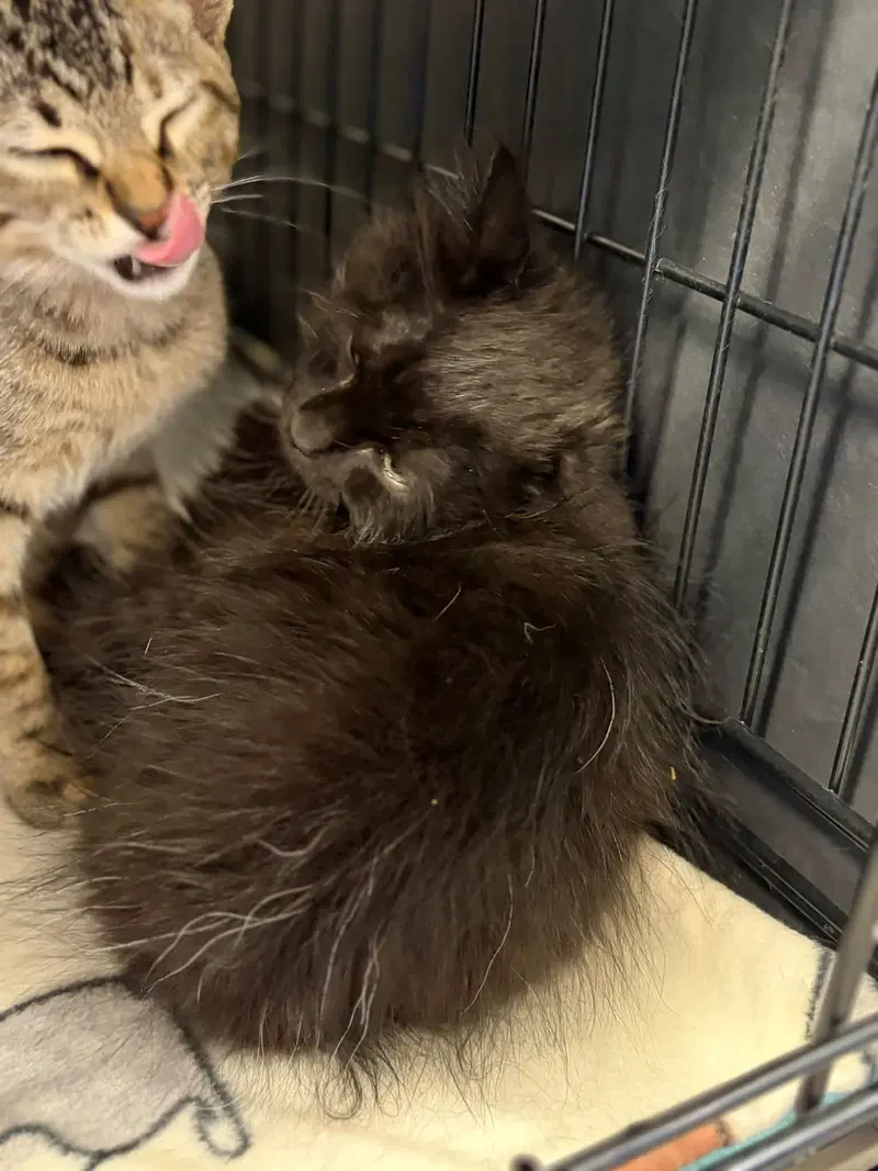 Bear and Mini, male kittens up for adoption