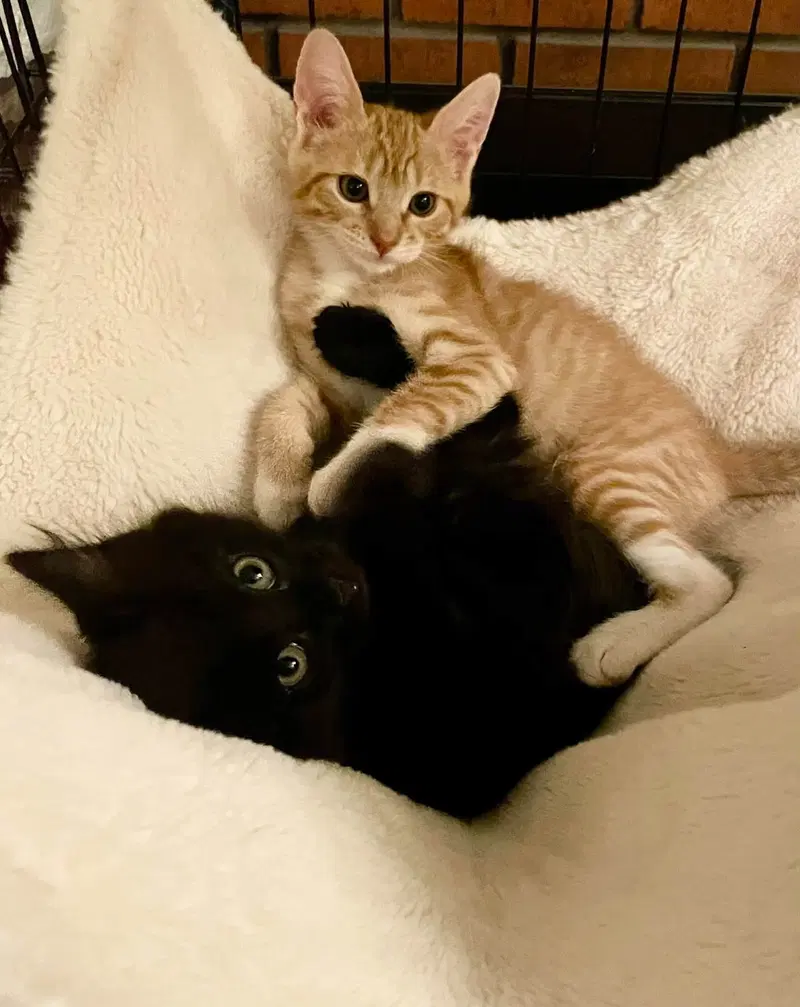 Poppy and Lexi, photo 7