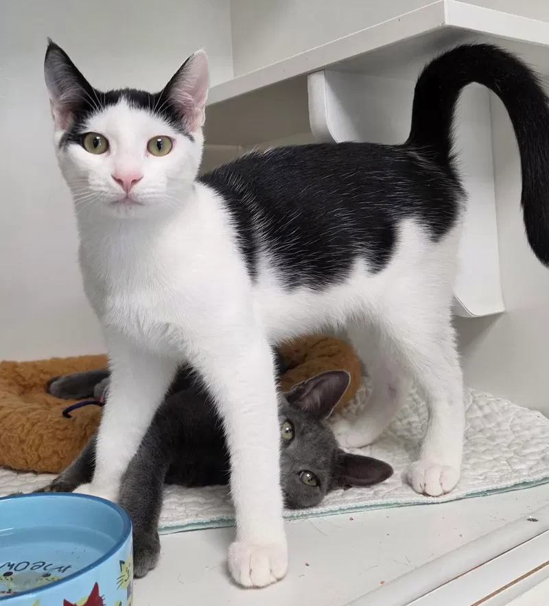 Mitzi, a male cat up for adoption