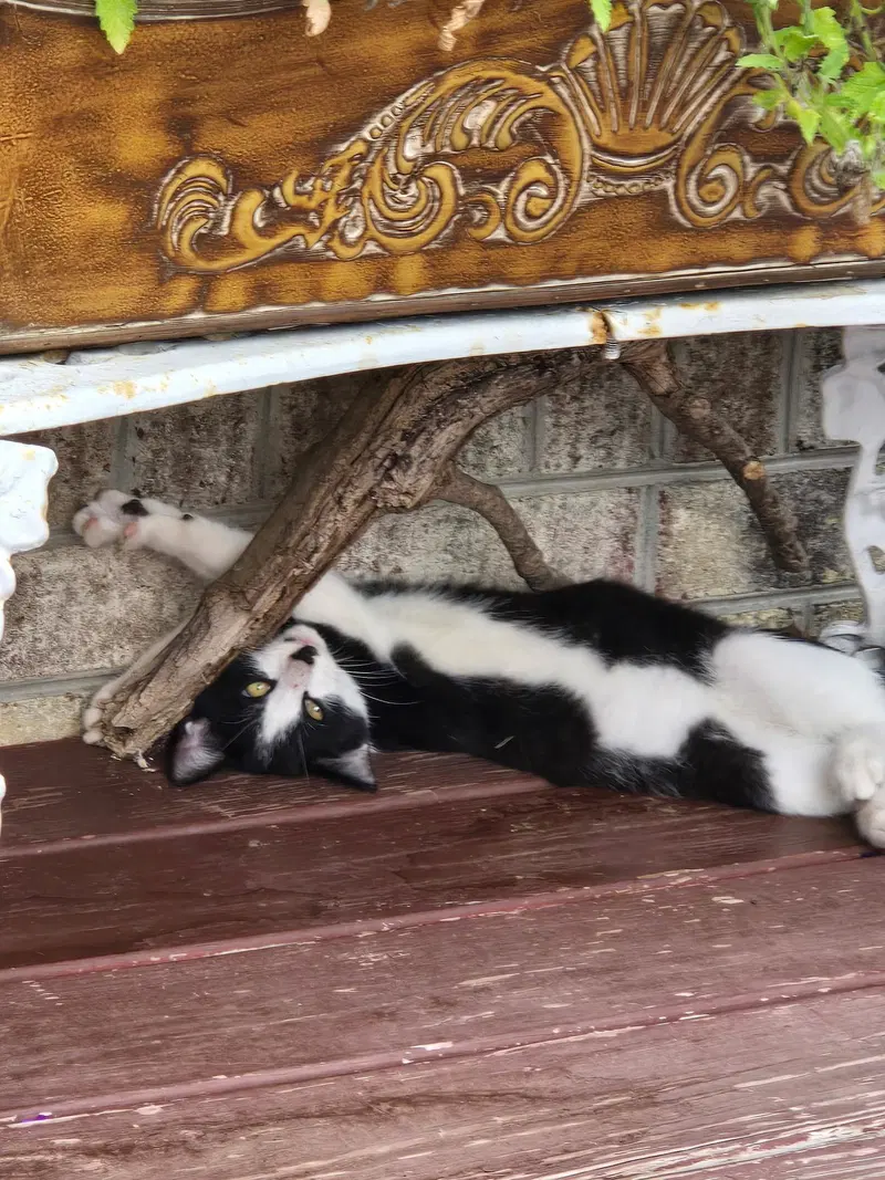 Patrick bonded with Patches, a male kitten up for adoption