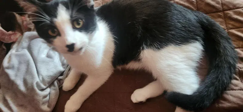 Patrick bonded with Patches, photo 2