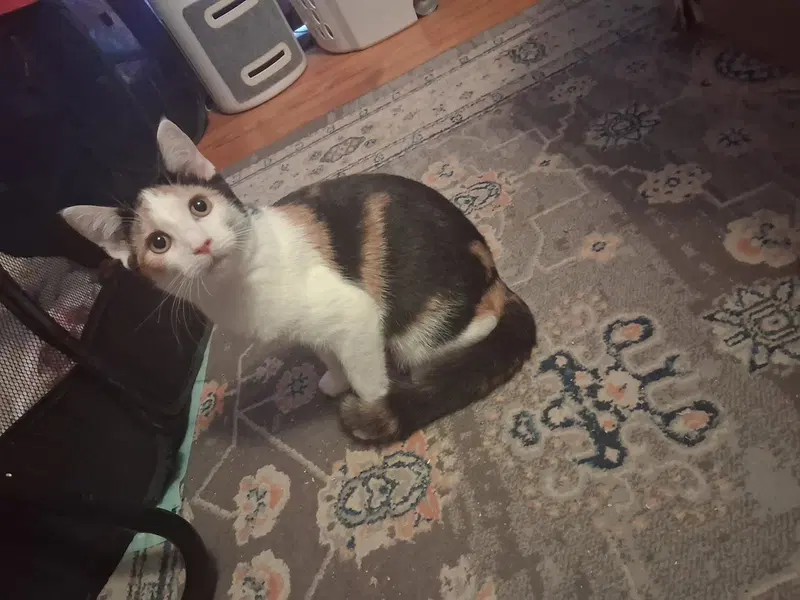 Patches bonded with Patrick, a female kitten up for adoption