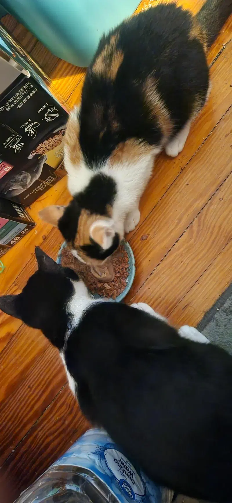 Patches bonded with Patrick, photo 3