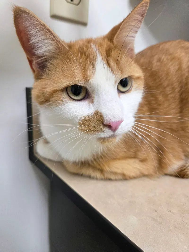 Timmy, a young male cat up for adoption