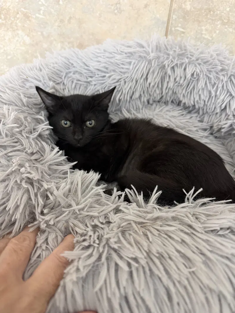 Mambo No. 5, a female cat up for adoption