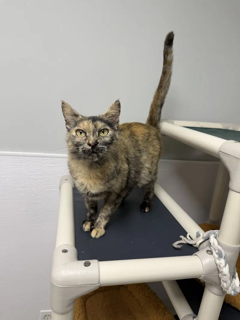 Coraline, an adult female cat up for adoption