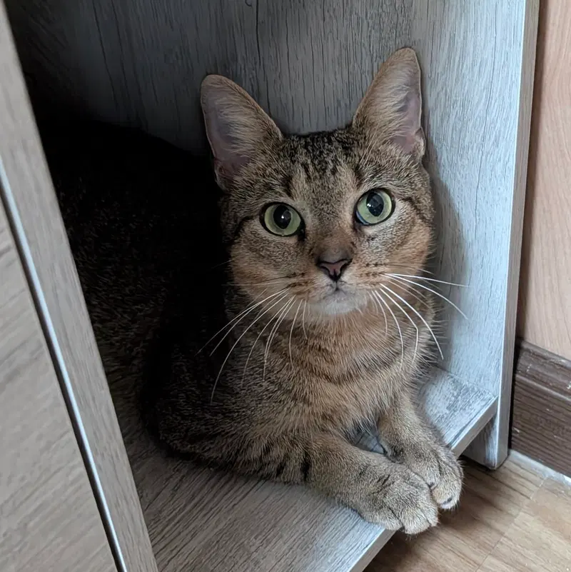 Sandra 2.26.26, a young female cat up for adoption