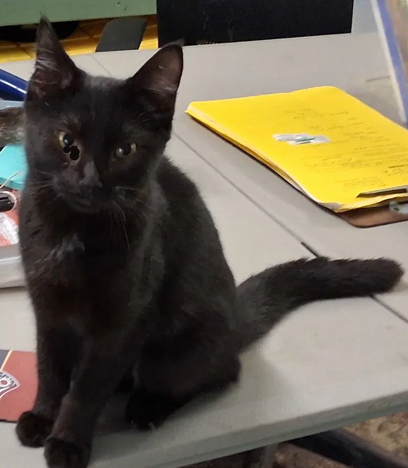 Mavis, a female kitten up for adoption