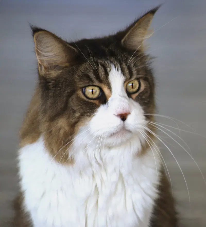 Scotty, a senior male Maine Coon cat up for adoption