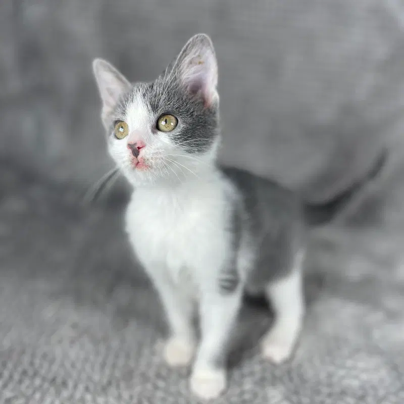 Wallie, a female kitten up for adoption