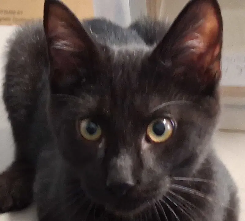 Crow, a male kitten up for adoption