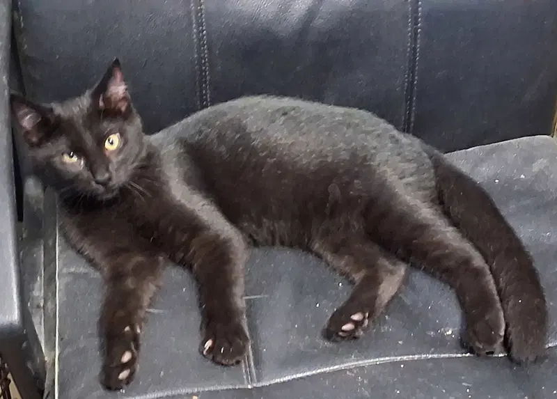 Mavis, photo 4