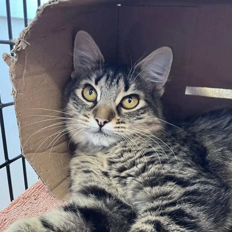 Rascala, a young female cat up for adoption