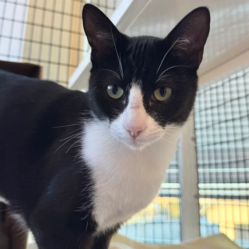 Mona, a young female cat up for adoption