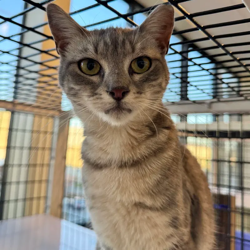 Drusilla, an adult female cat up for adoption