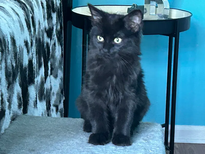 King Julian, a male kitten up for adoption