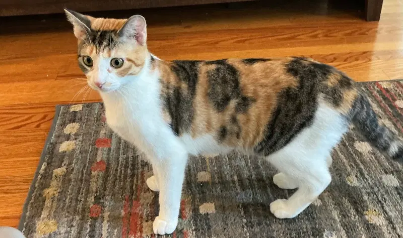 Princess Donut, a young cat up for adoption