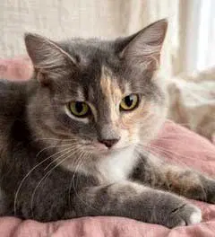 Kitten Pebbles, a female Tortoiseshell kitten up for adoption