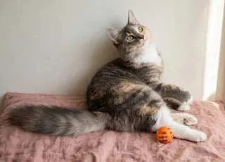 Kitten Pebbles, photo 2