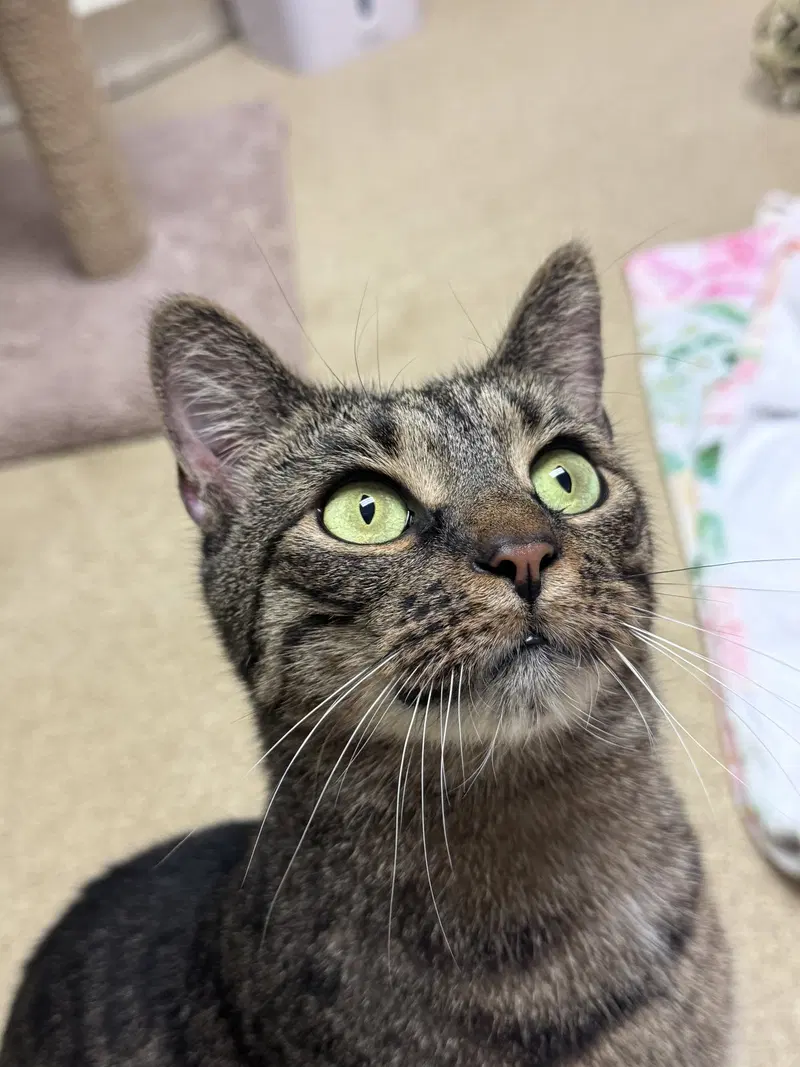 Brooklyn Bonded Pair, an adult female cat up for adoption