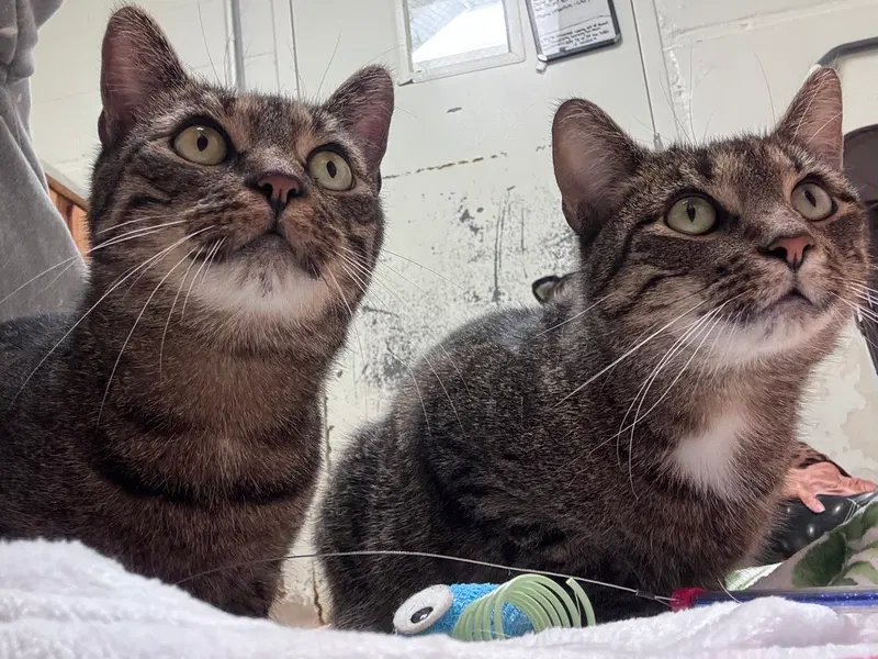 Brooklyn Bonded Pair, photo 4