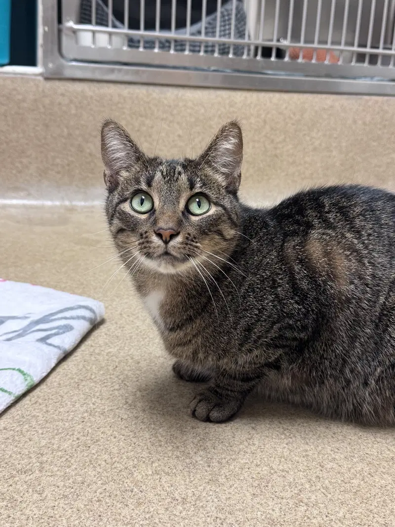 Jade Bonded Pair, an adult female cat up for adoption