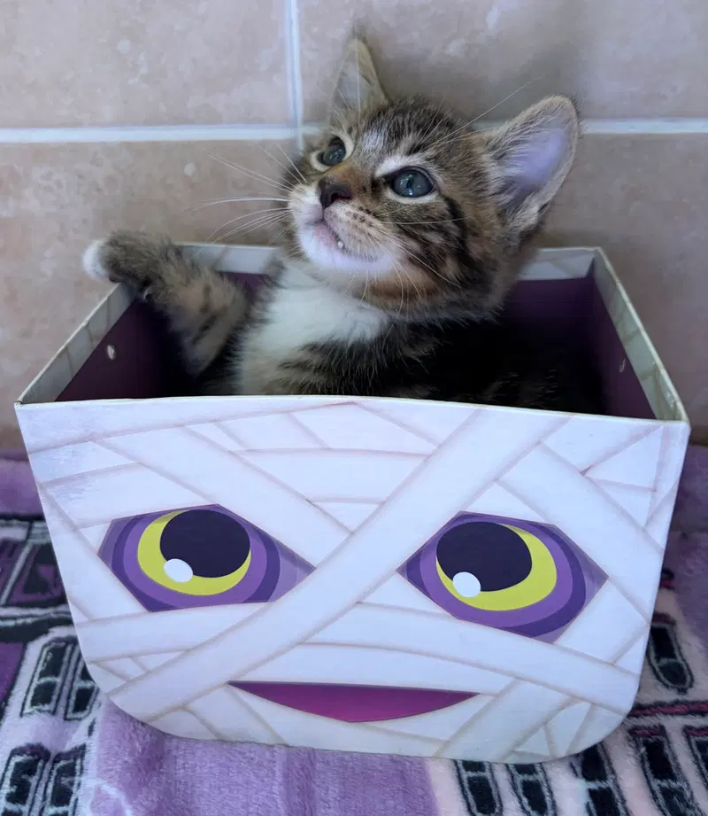 Harry, a young male American Shorthair cat up for adoption