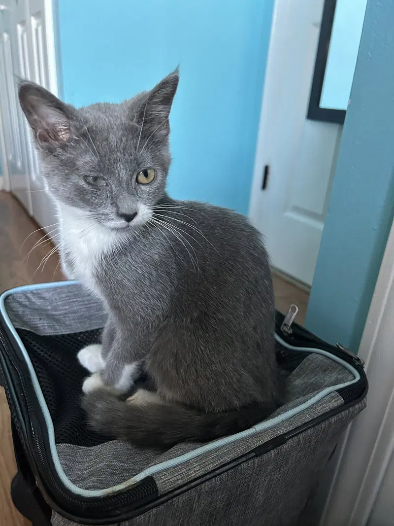 Mort, a male kitten up for adoption