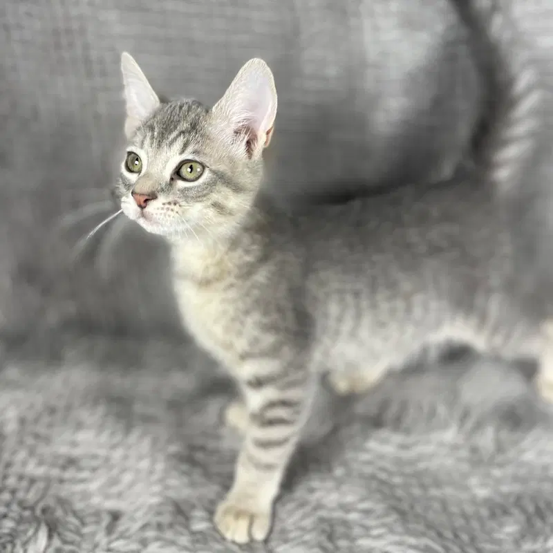 Peeta, a male kitten up for adoption