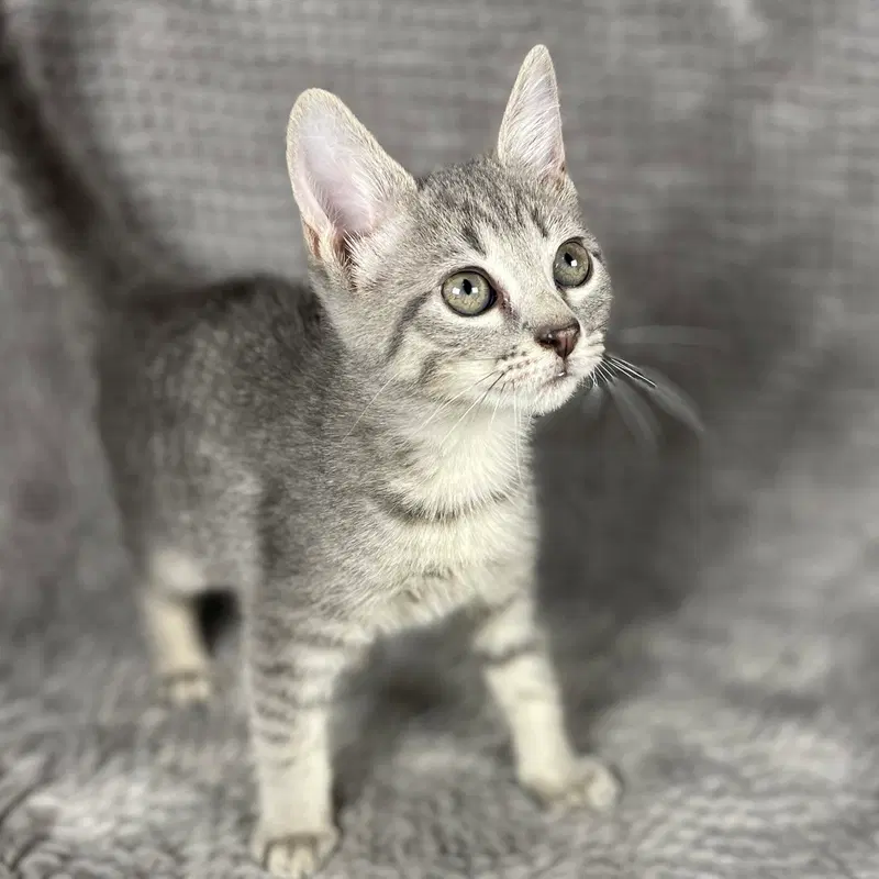 Katniss, a female kitten up for adoption