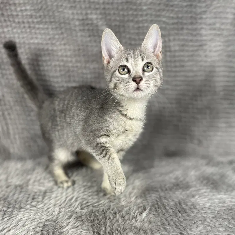 Katniss, photo 2