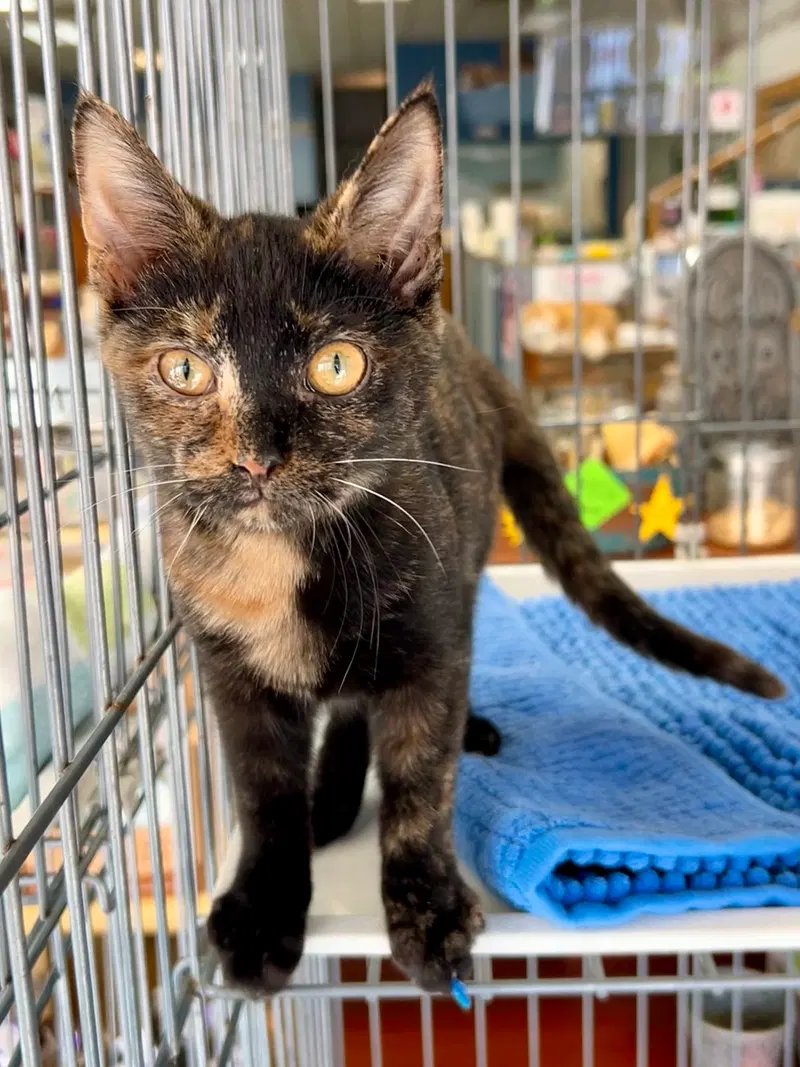 Mavis the Raisin, a young female cat up for adoption