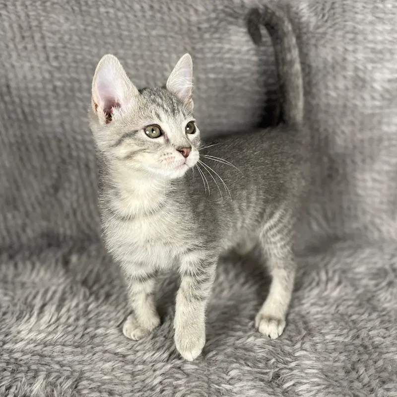 Haymitch, a male kitten up for adoption