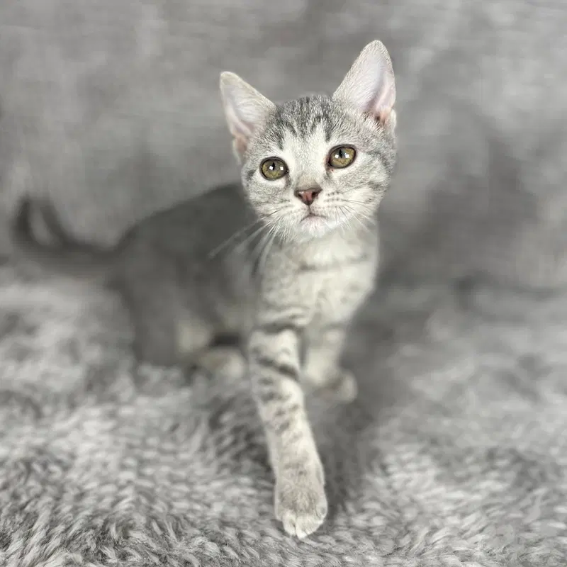 Primrose, a male kitten up for adoption