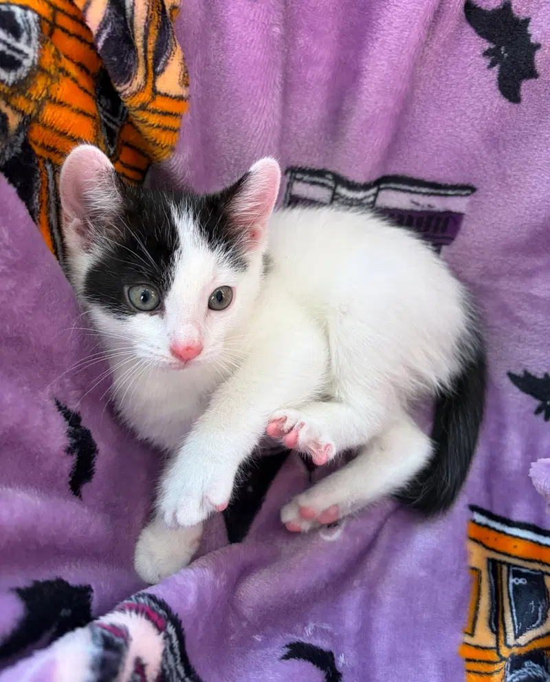 Hamish, a young male American Shorthair cat up for adoption