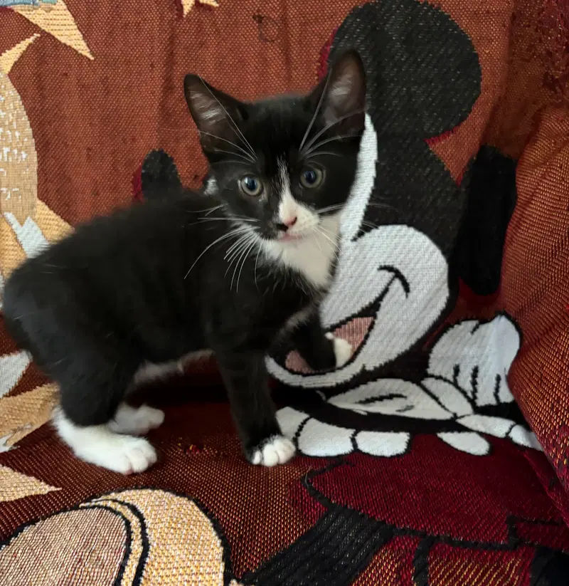 Hagrid, a young male American Shorthair cat up for adoption