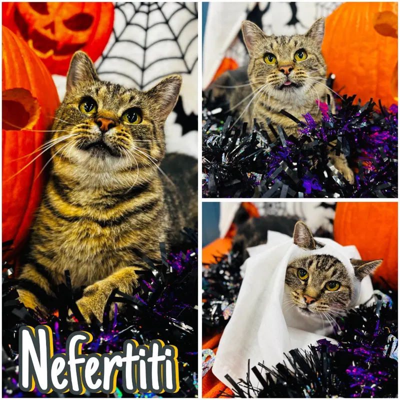 Nefertiti, a young female cat up for adoption