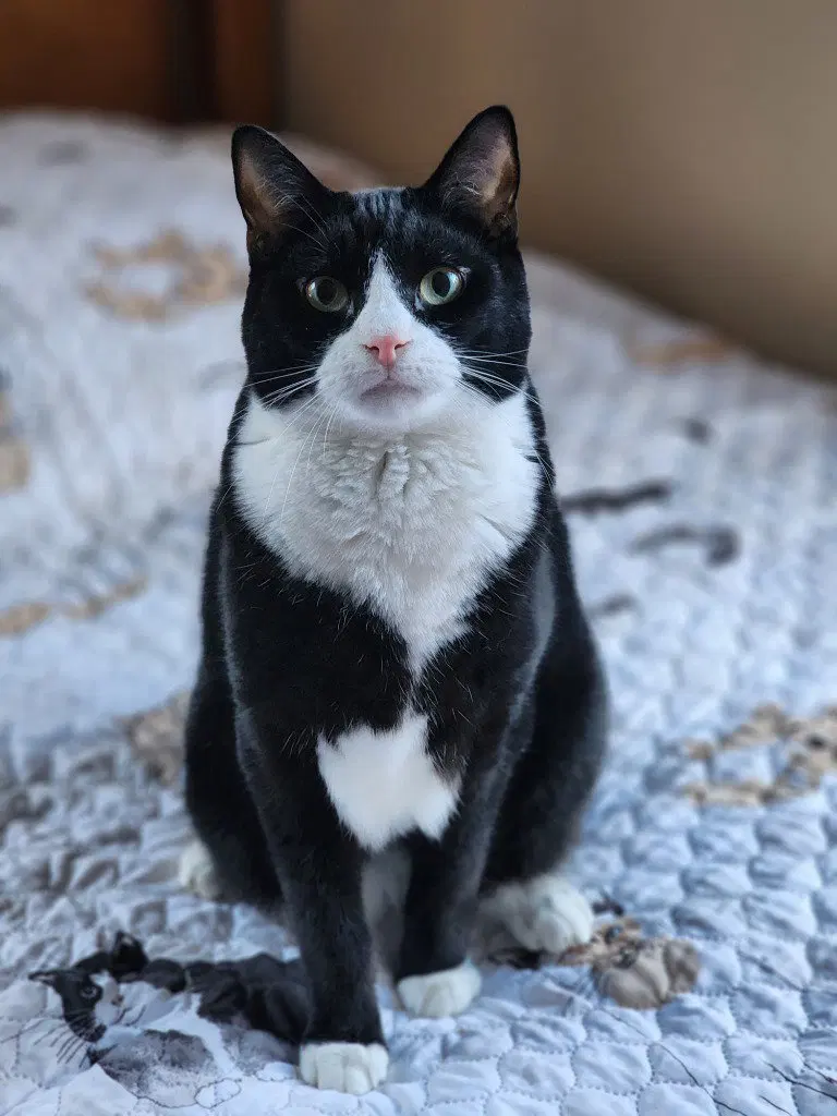 Lloyd, an adult male American Shorthair cat up for adoption