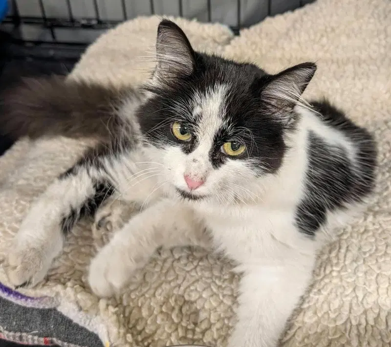 Pie, a female kitten up for adoption