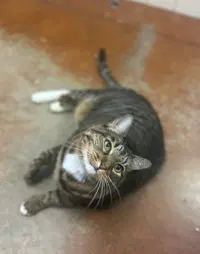 Lilly, a senior female cat up for adoption